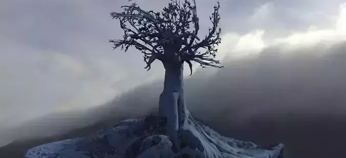 Ancient Tree Fantasy 3D model