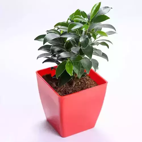 Ficus plant in pot Low-poly 3D model