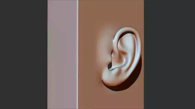 Ear 3d print model