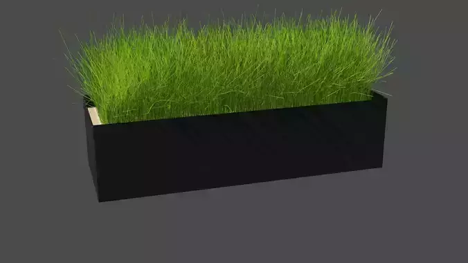 Decorative Grass