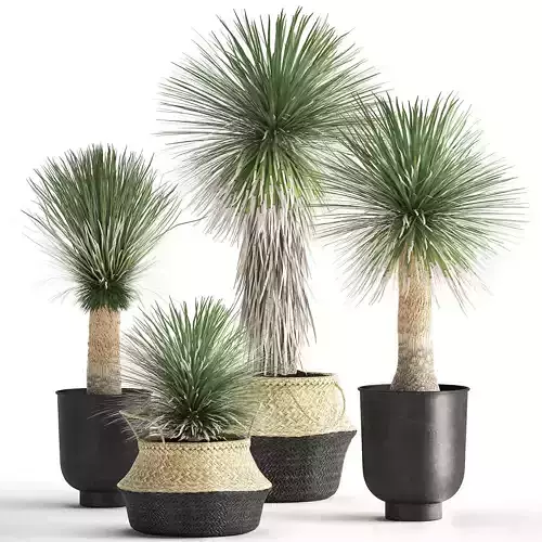 Yucca rostrata in a flowerpot for the interior 1015