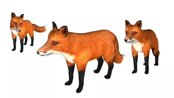 Red Fox Low-poly 3D model