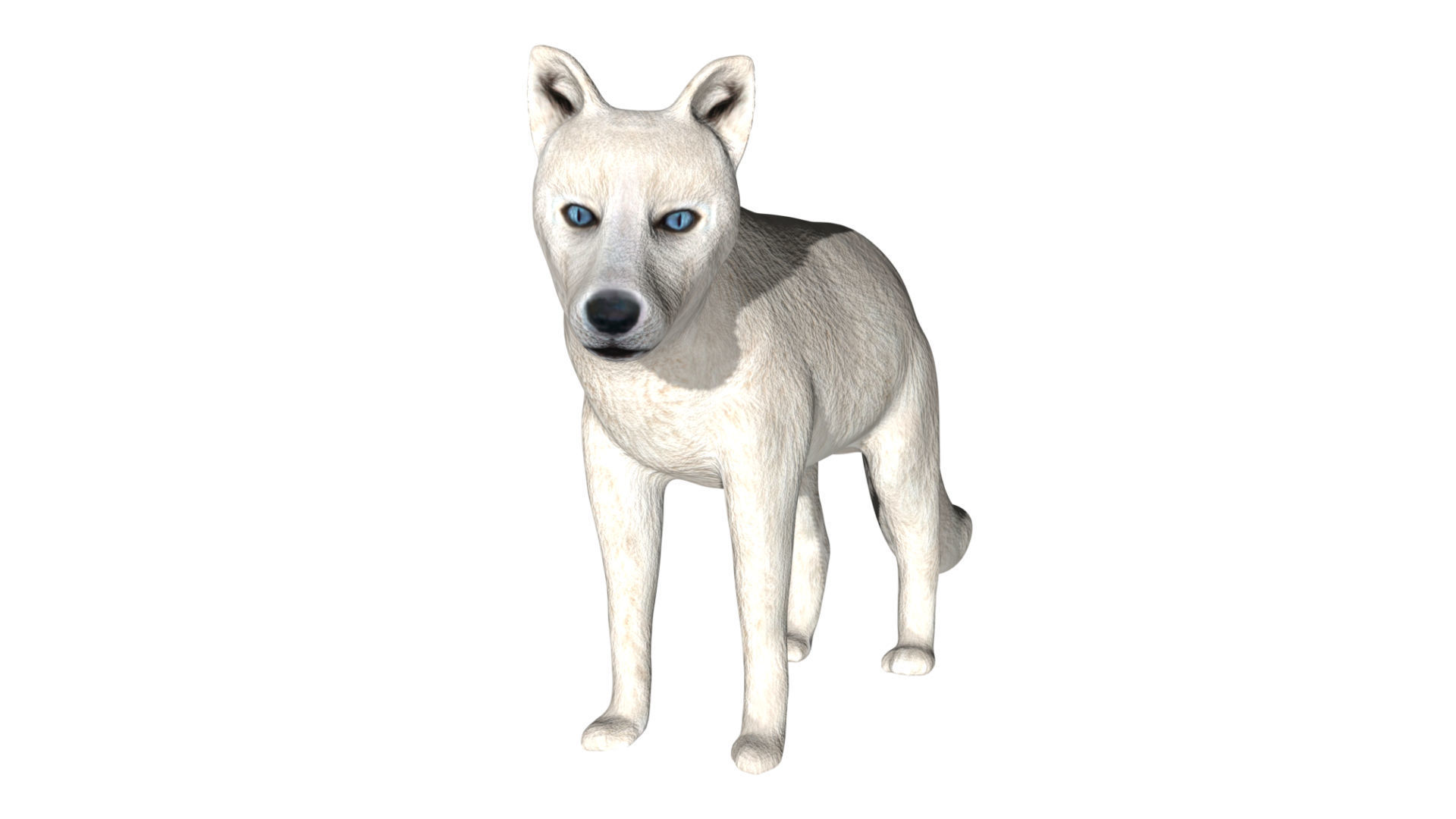 Arctic Fox Low-poly 3D model_3