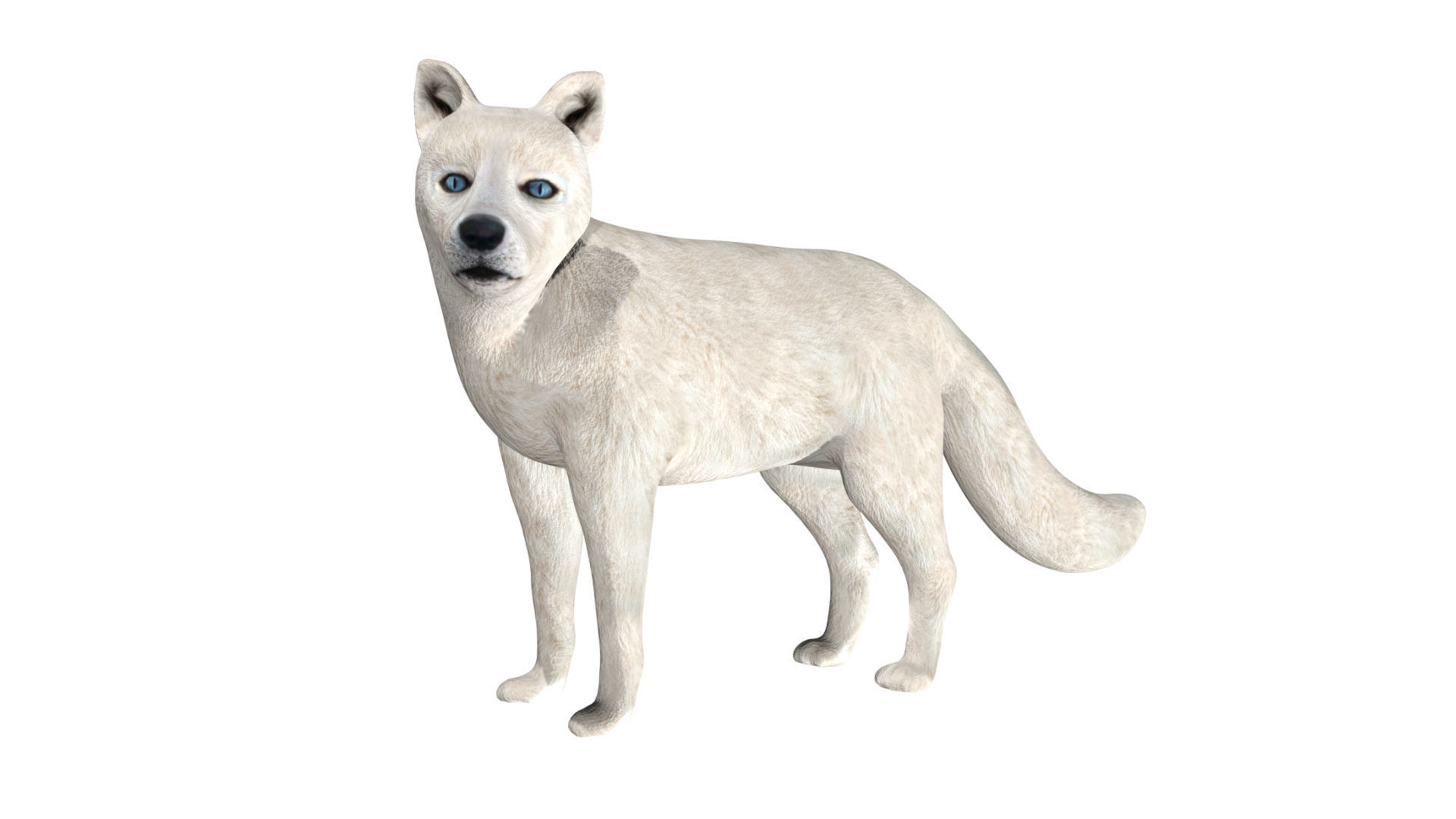 Arctic Fox Low-poly 3D model_5