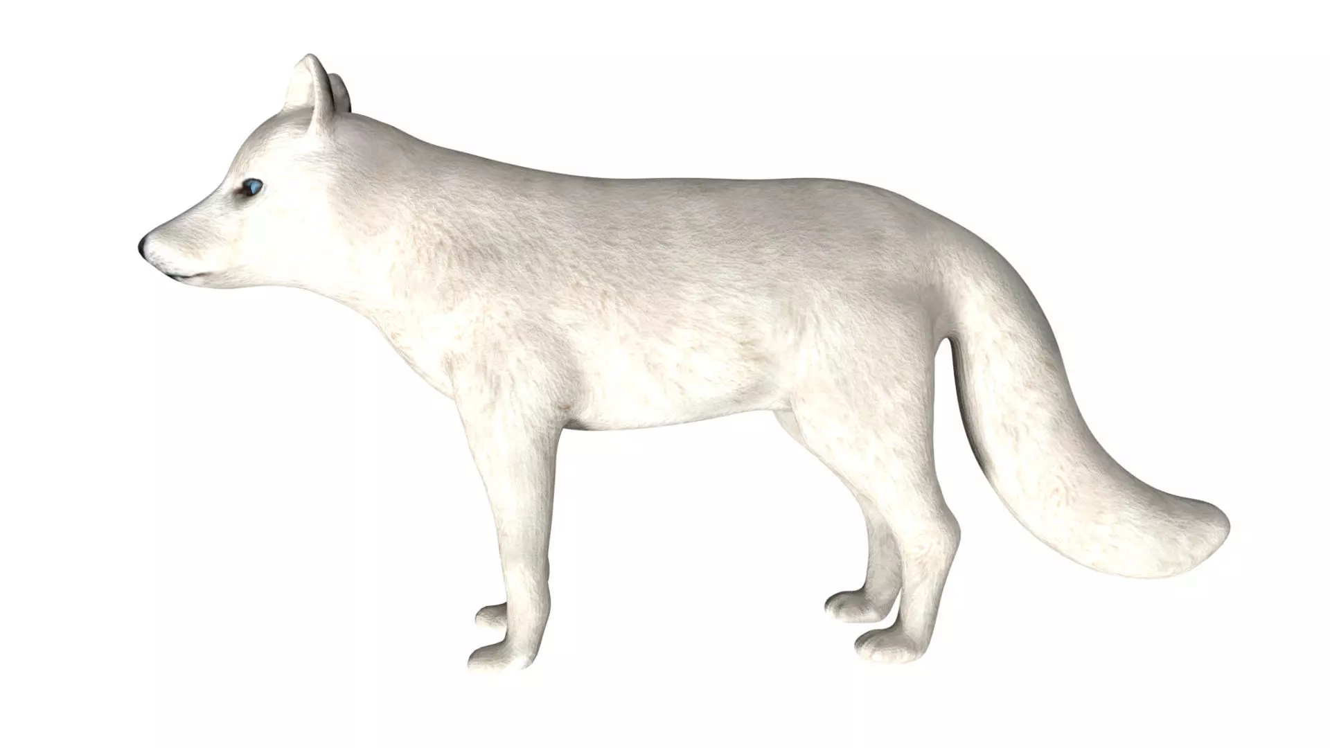 Arctic Fox Low-poly 3D model_0