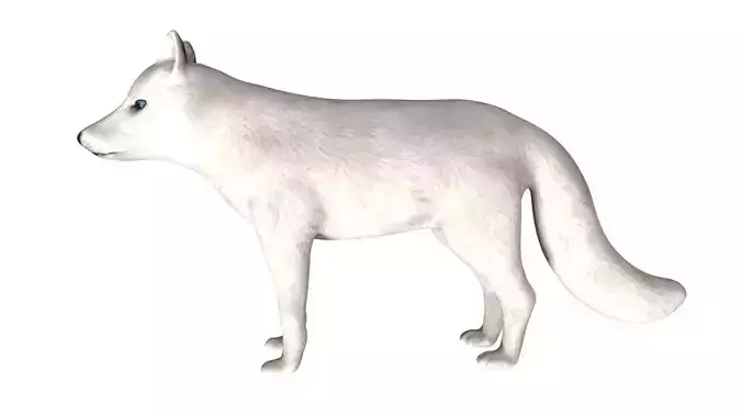 Arctic Fox Low-poly 3D model