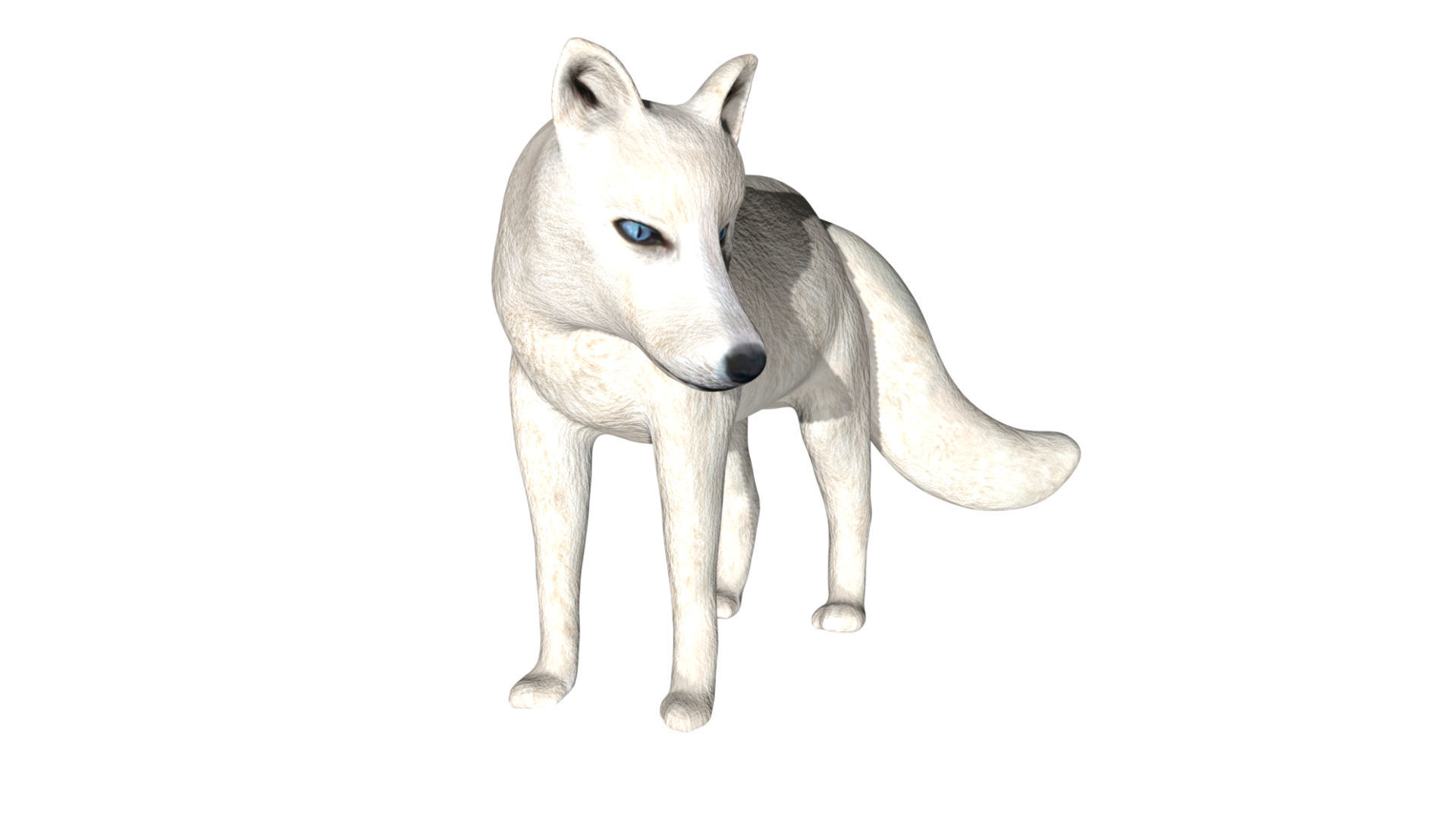 Arctic Fox Low-poly 3D model_4