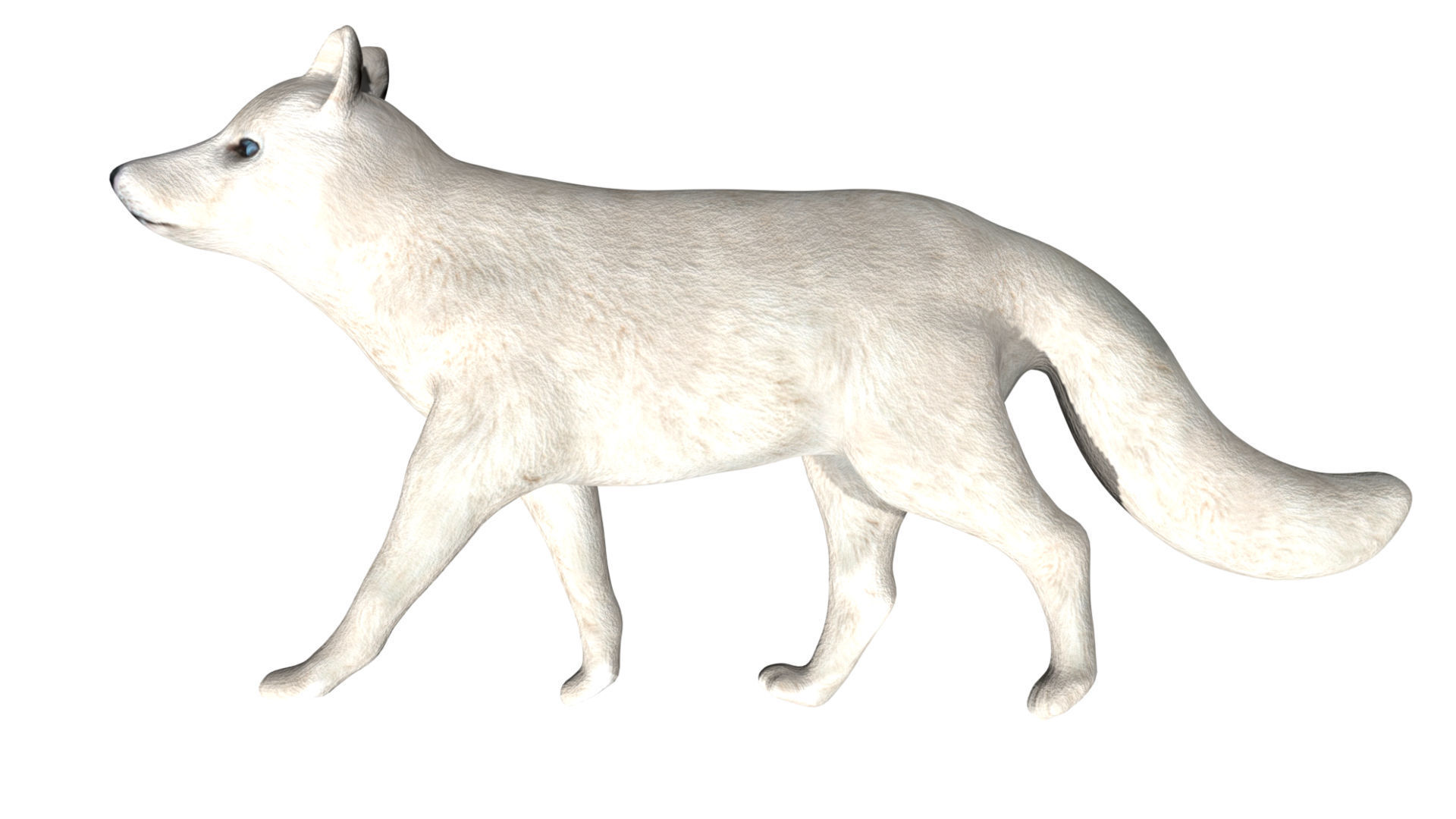 Arctic Fox Low-poly 3D model_2