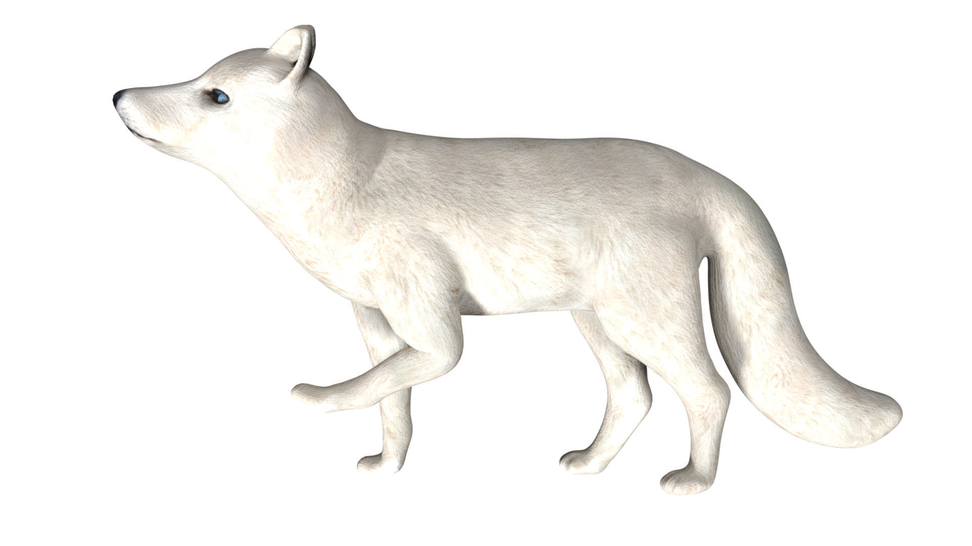 Arctic Fox Low-poly 3D model_1