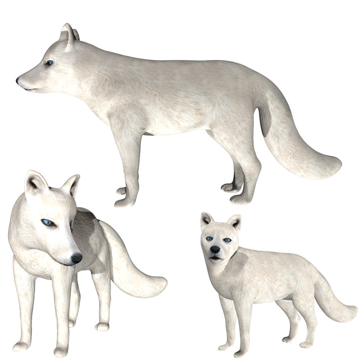 Arctic Fox Low-poly 3D model_6