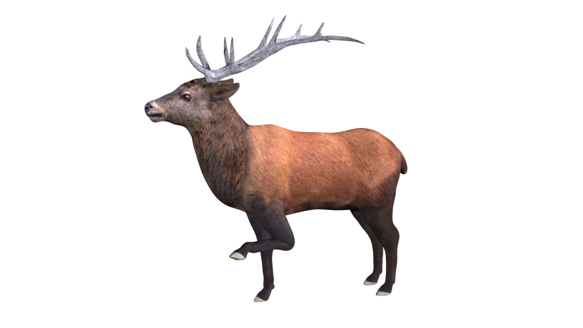 Elk Deer Low-poly 3D model_5