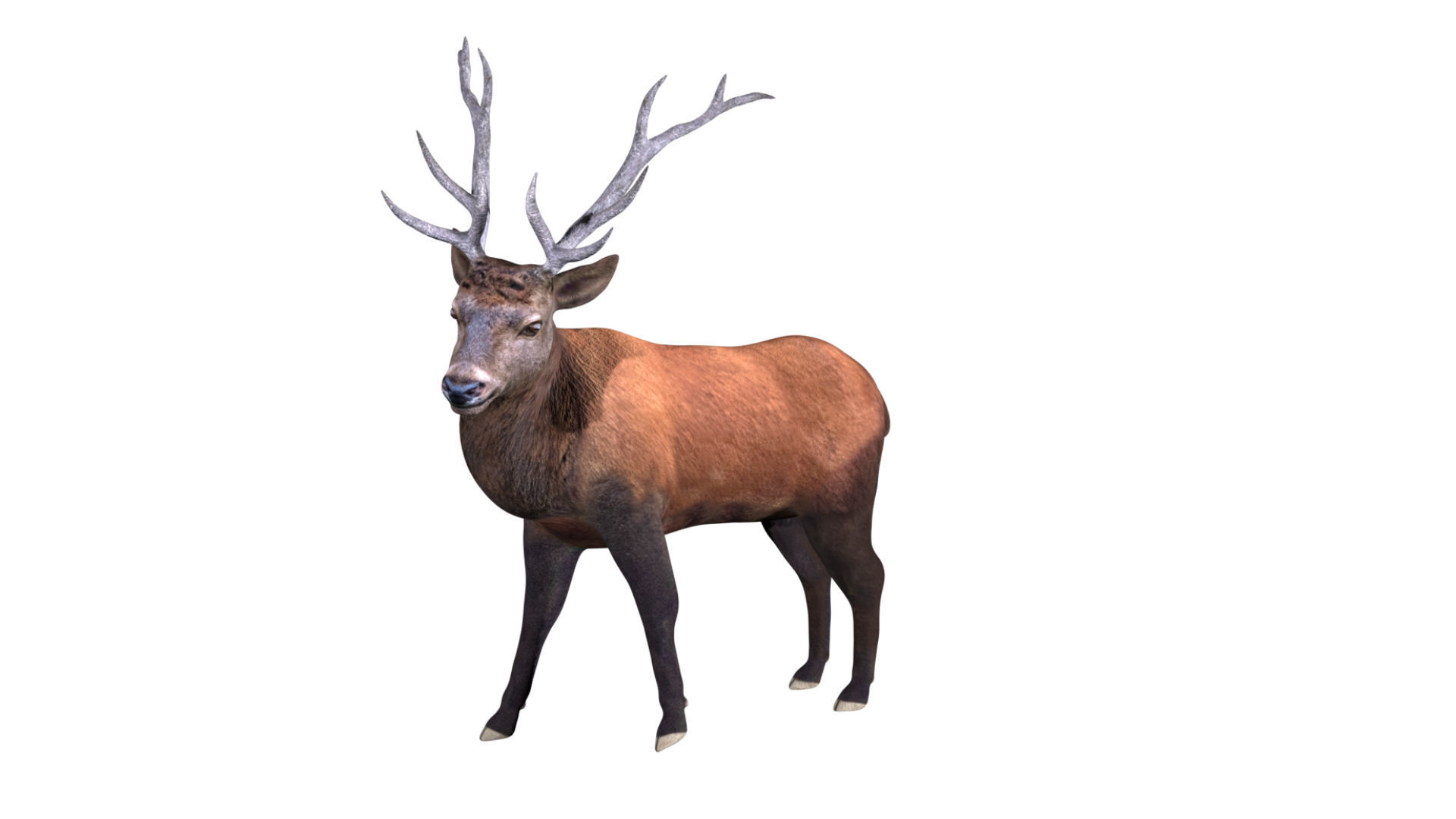 Elk Deer Low-poly 3D model_6