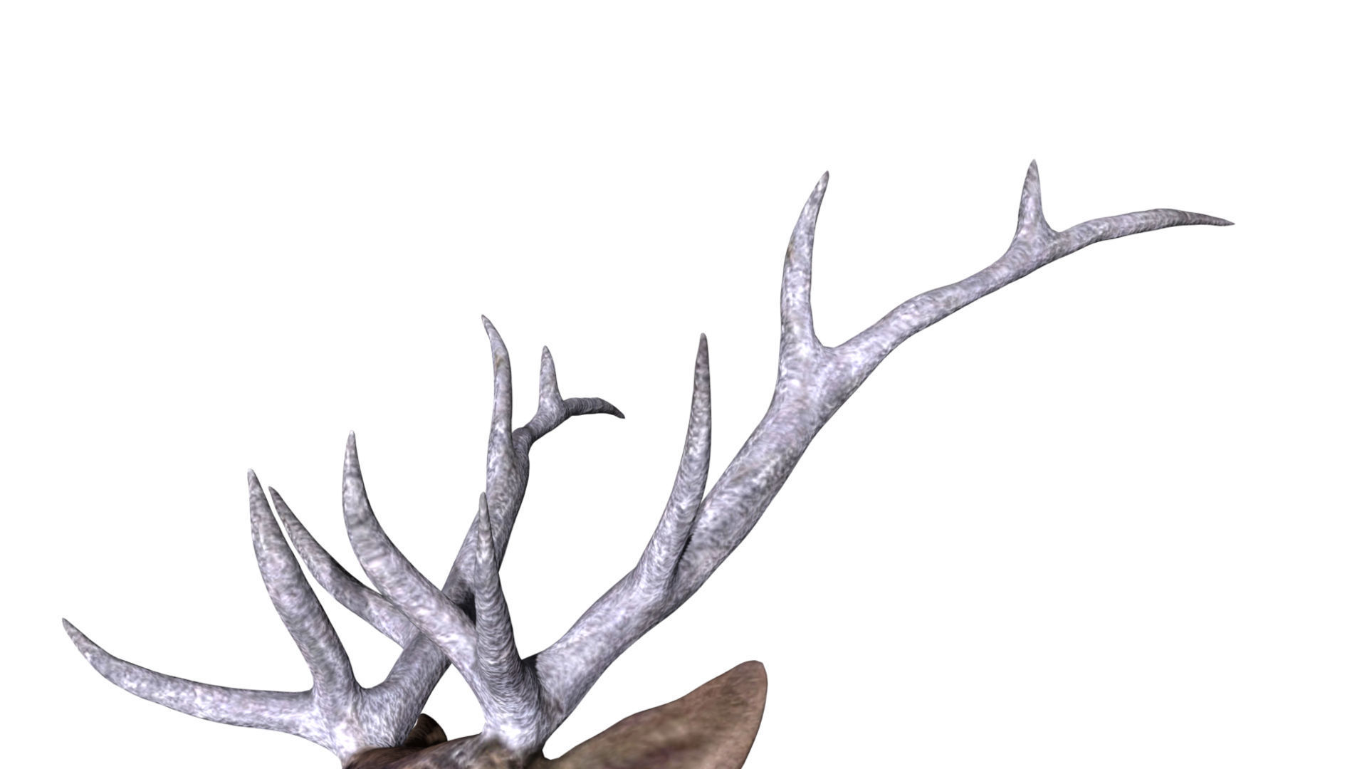 Elk Deer Low-poly 3D model_8
