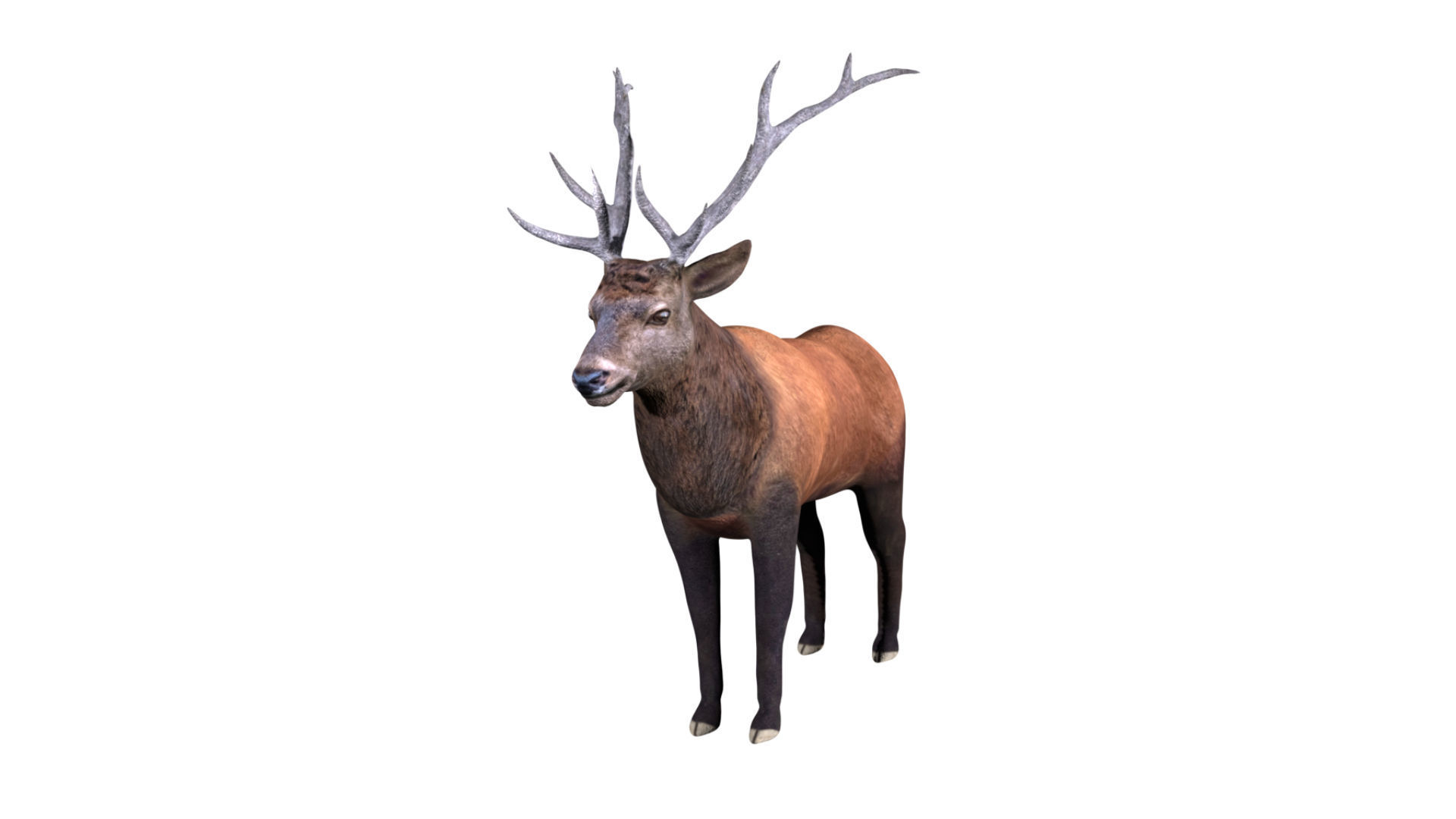 Elk Deer Low-poly 3D model_4