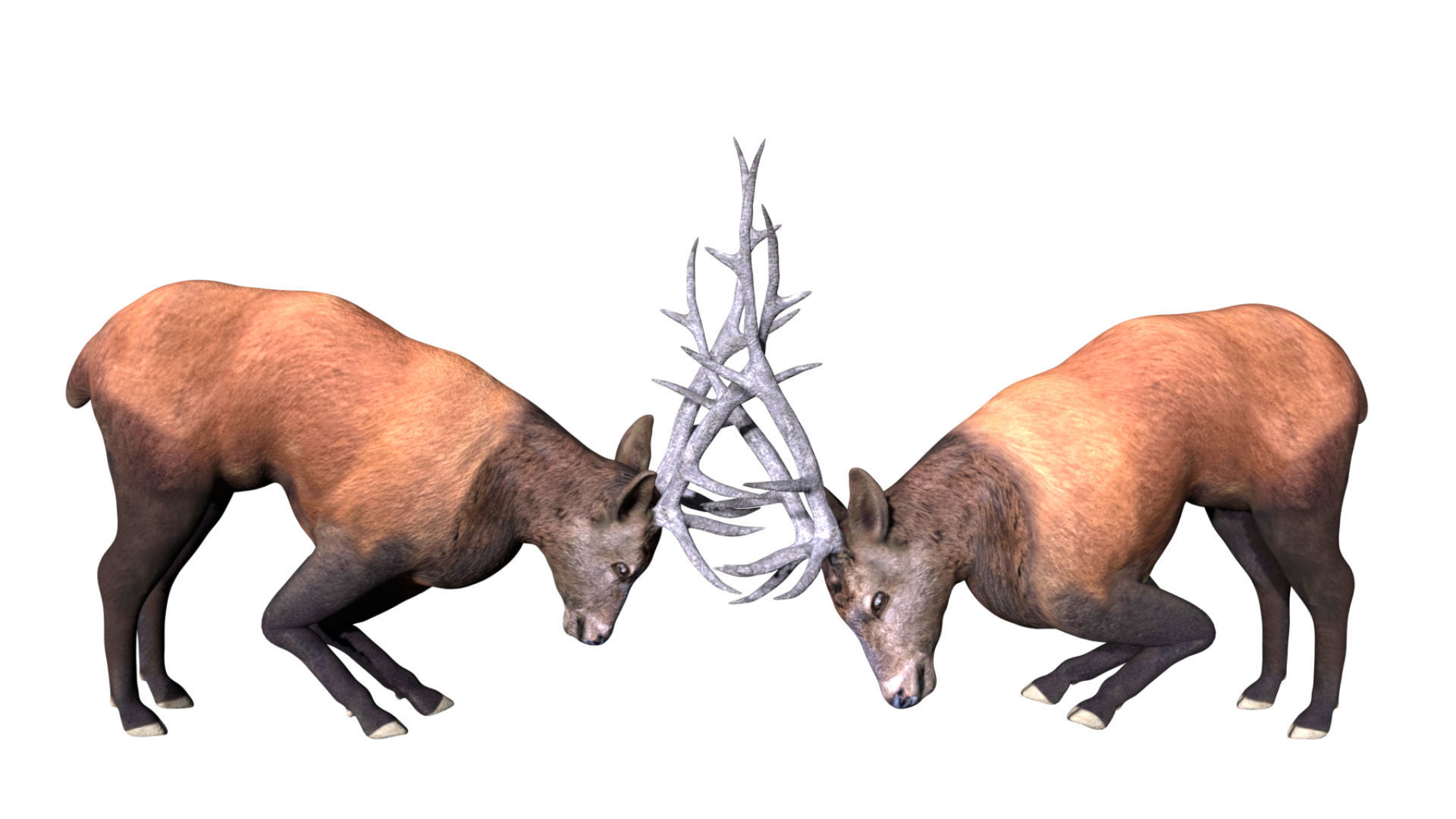Elk Deer Low-poly 3D model_7