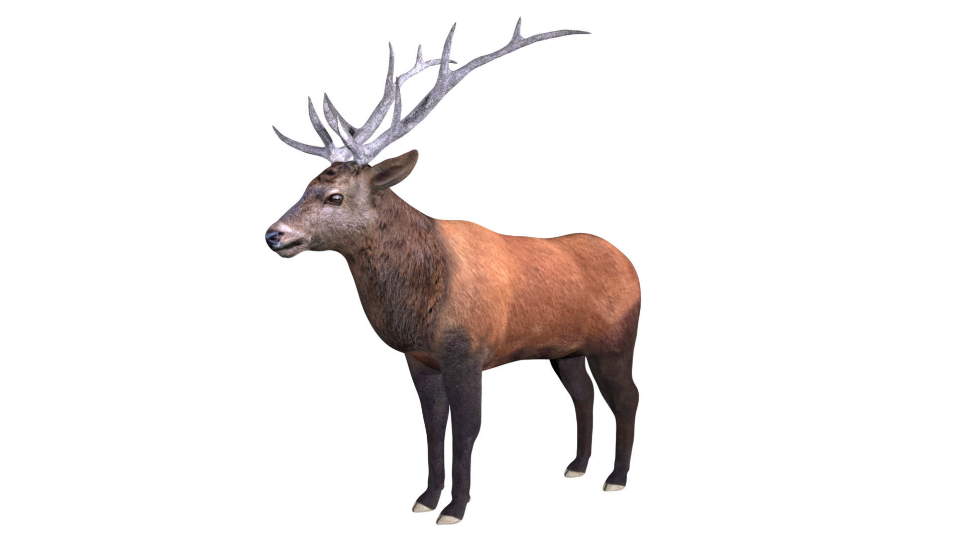 Elk Deer Low-poly 3D model_3