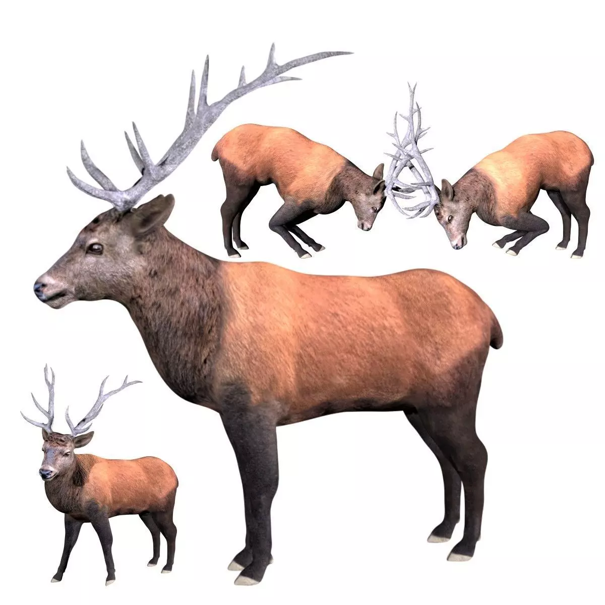 Elk Deer Low-poly 3D model_0