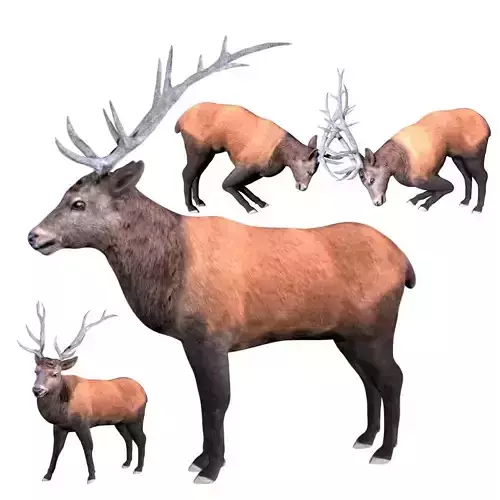 Elk Deer Low-poly 3D model