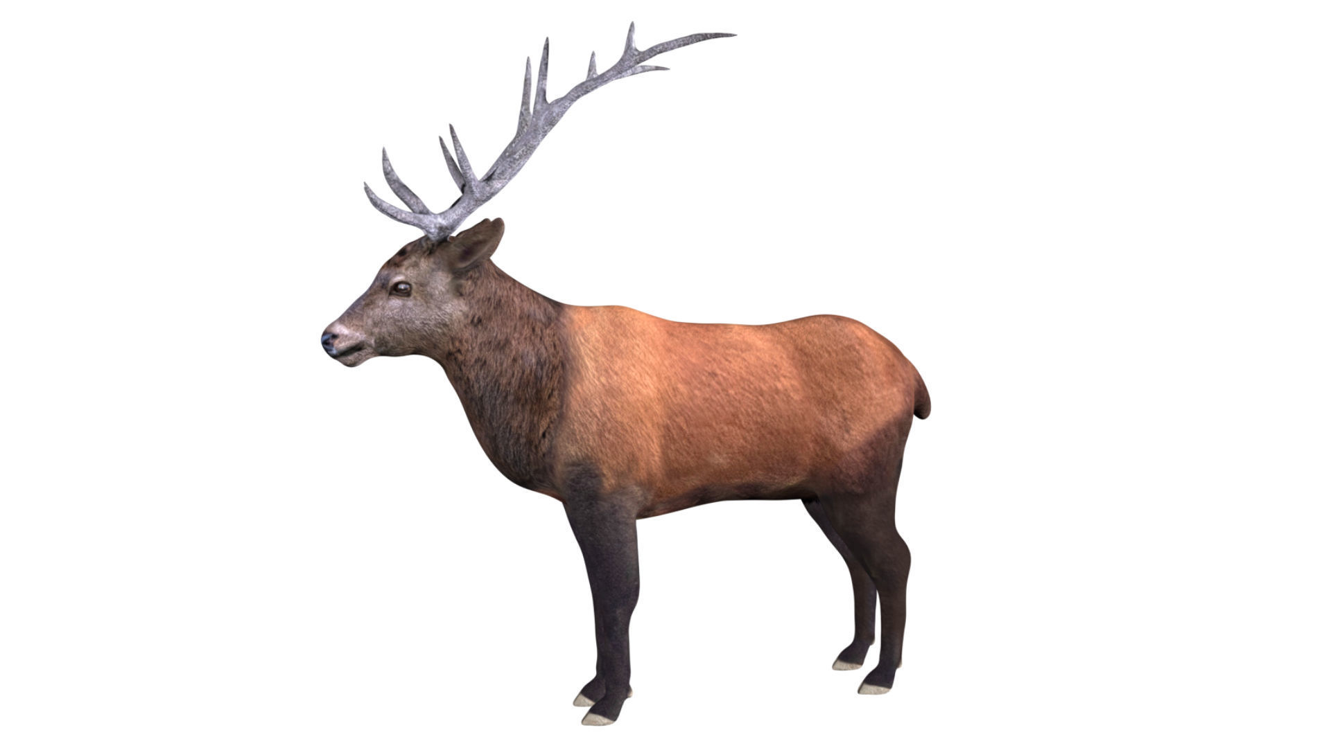 Elk Deer Low-poly 3D model_1
