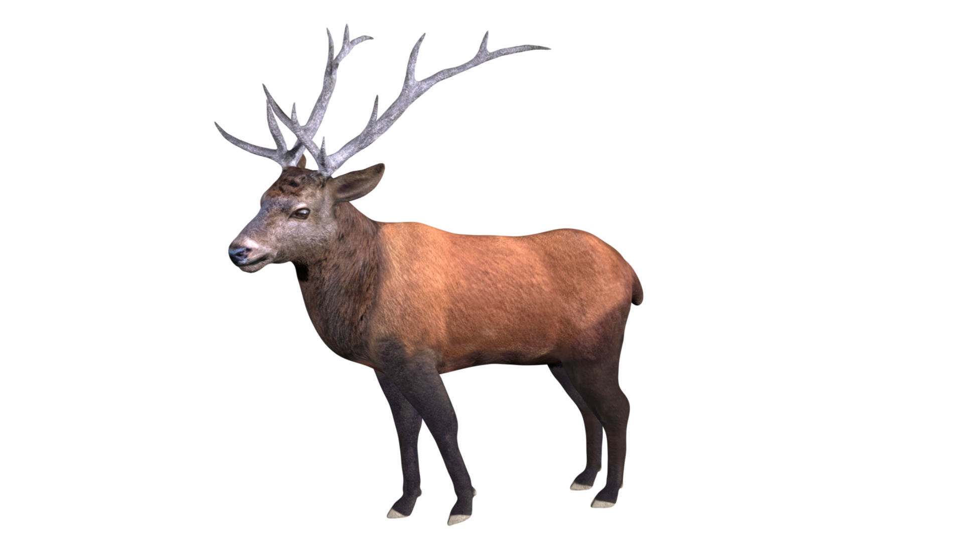 Elk Deer Low-poly 3D model_2