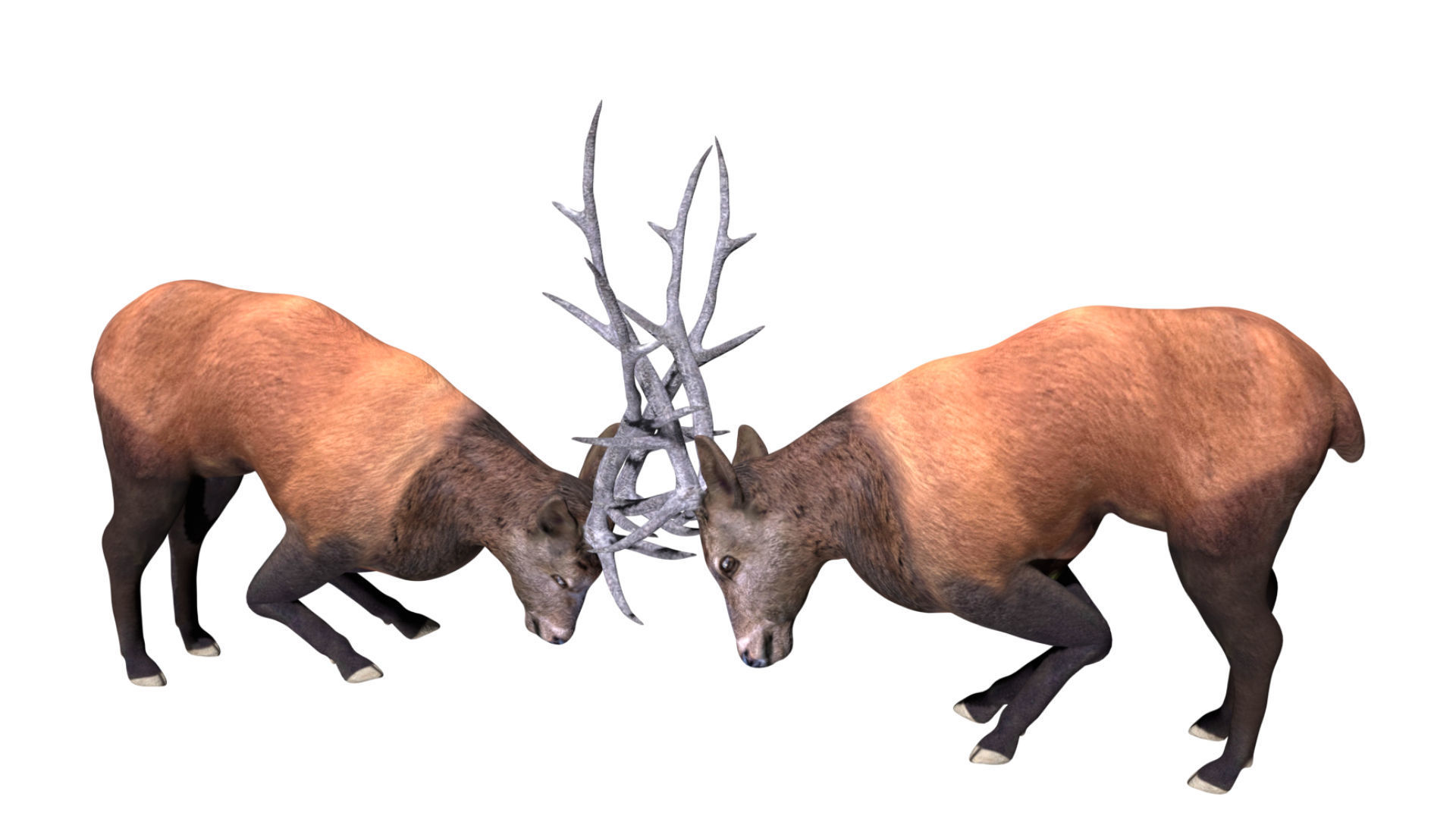 Fighting Elk Low-poly 3D model_2
