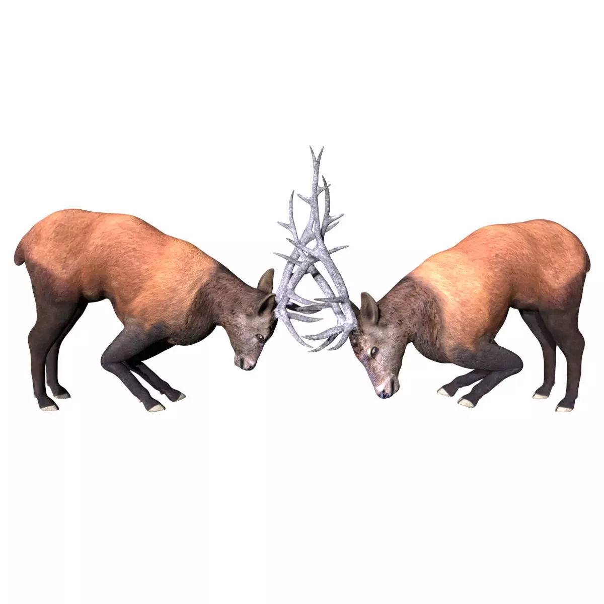 Fighting Elk Low-poly 3D model_0