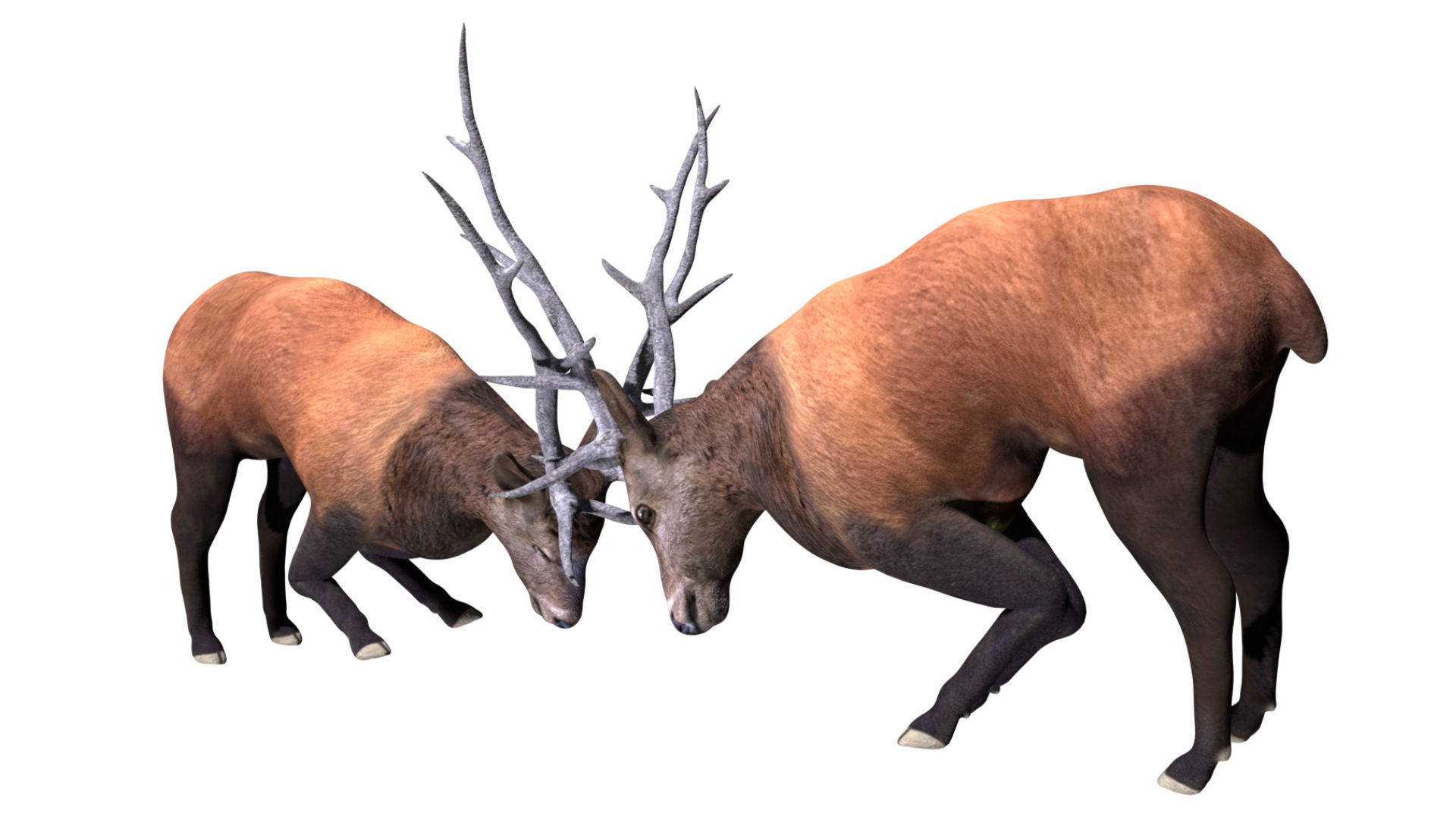 Fighting Elk Low-poly 3D model_3