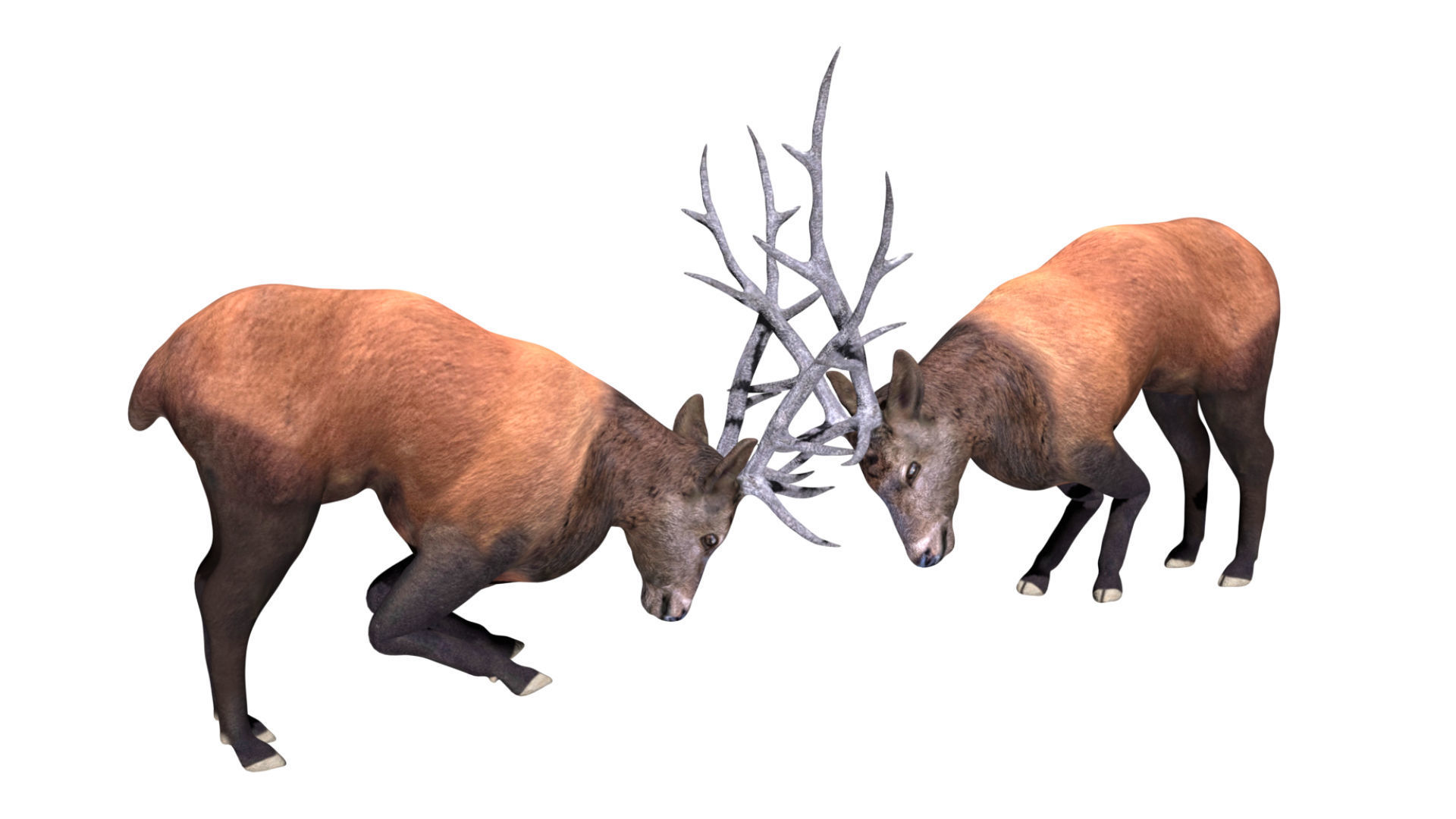 Fighting Elk Low-poly 3D model_4