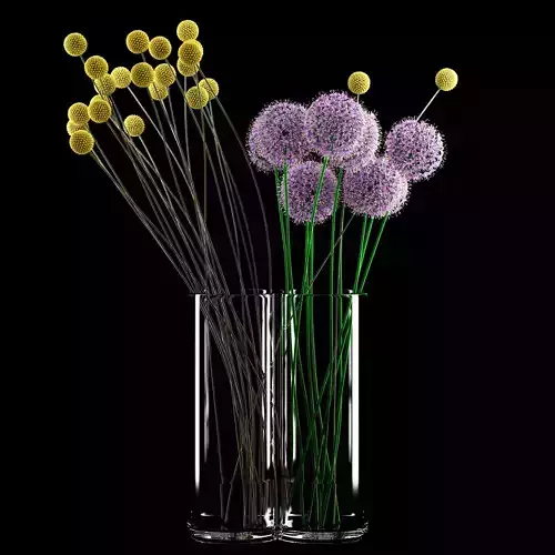 Craspedia and Allium