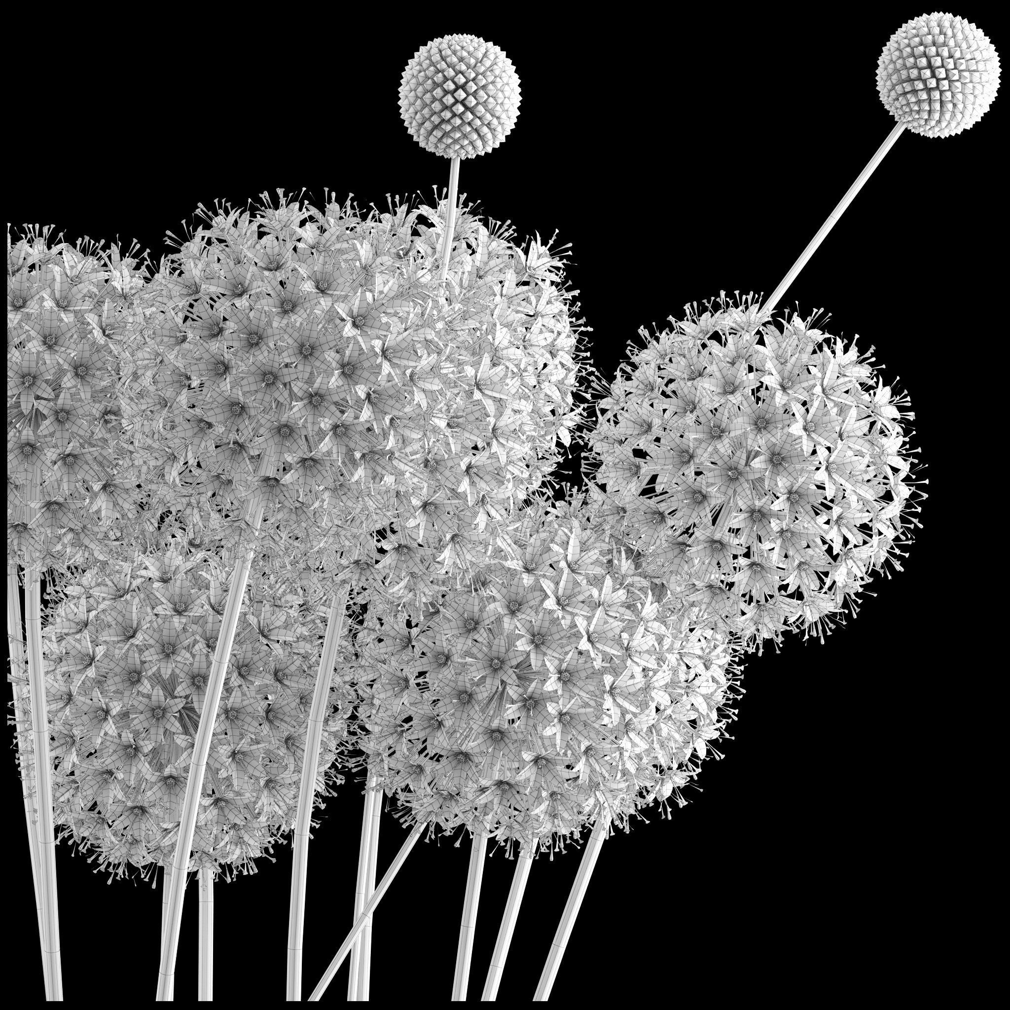 Craspedia and Allium 3D model_8