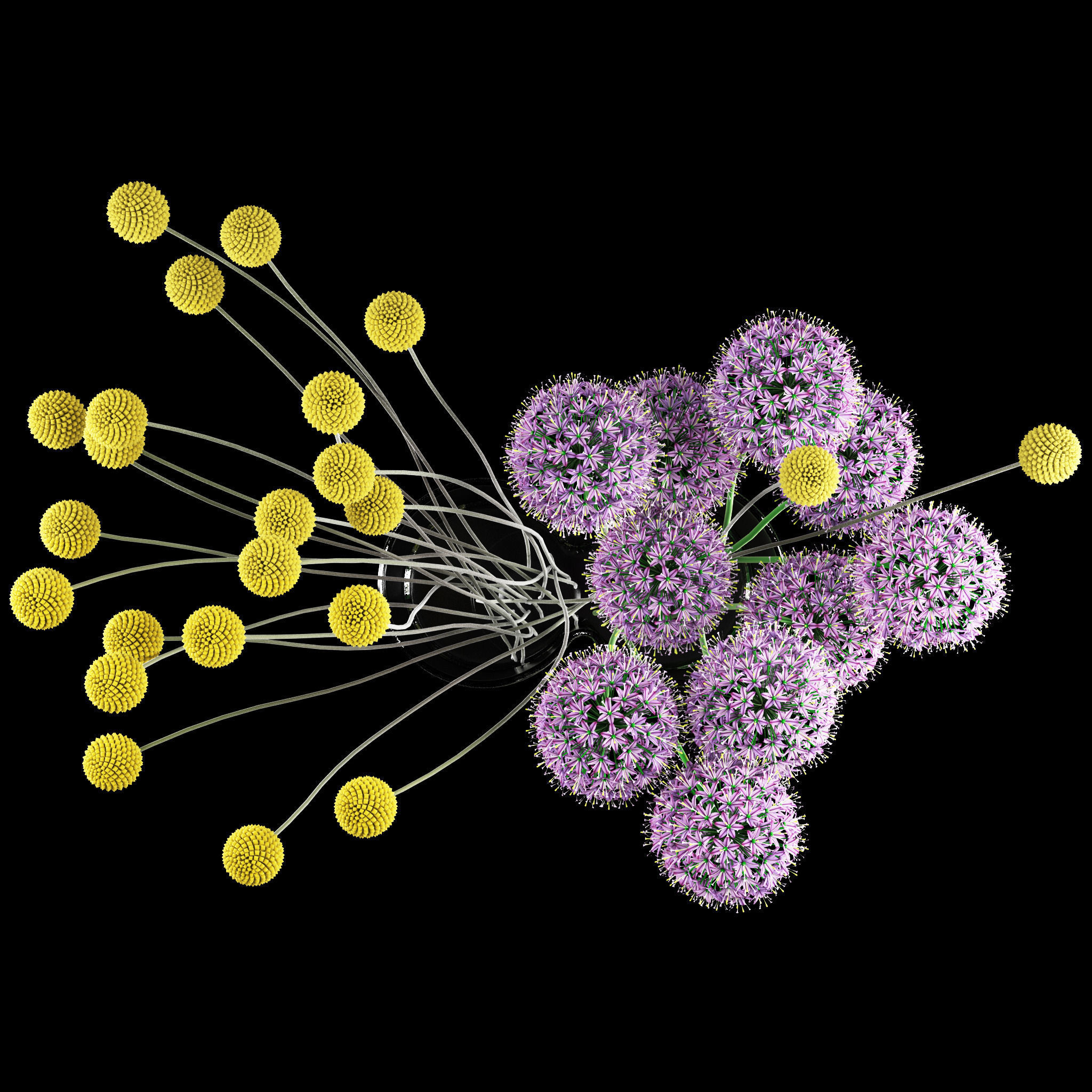 Craspedia and Allium 3D model_5
