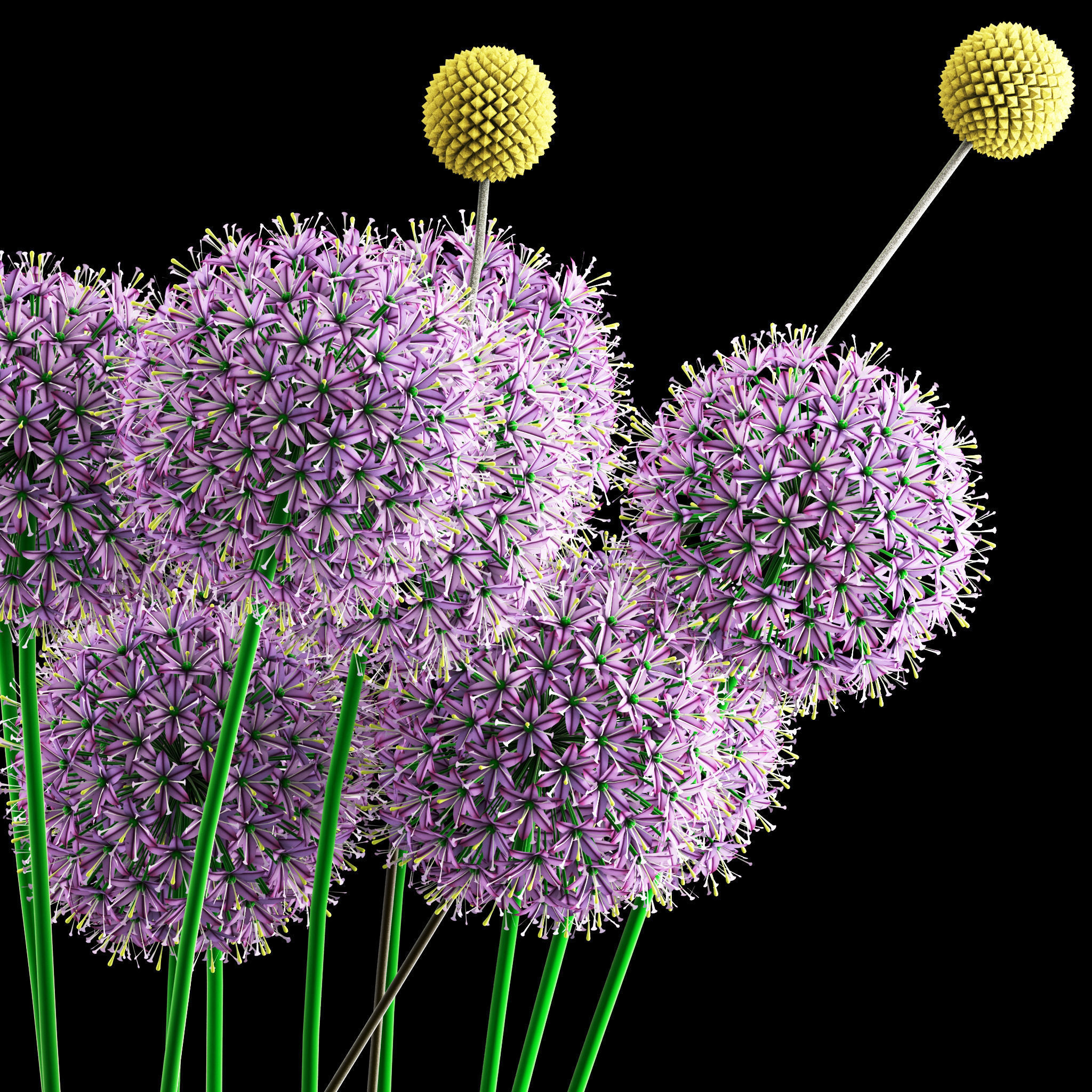 Craspedia and Allium 3D model_6