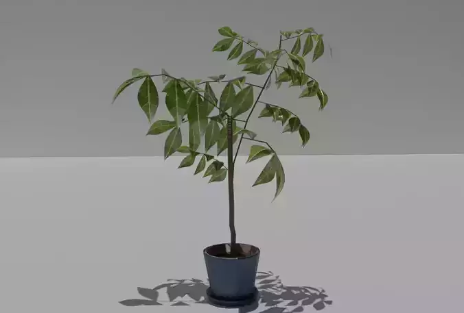 LOW poly floor plant 01