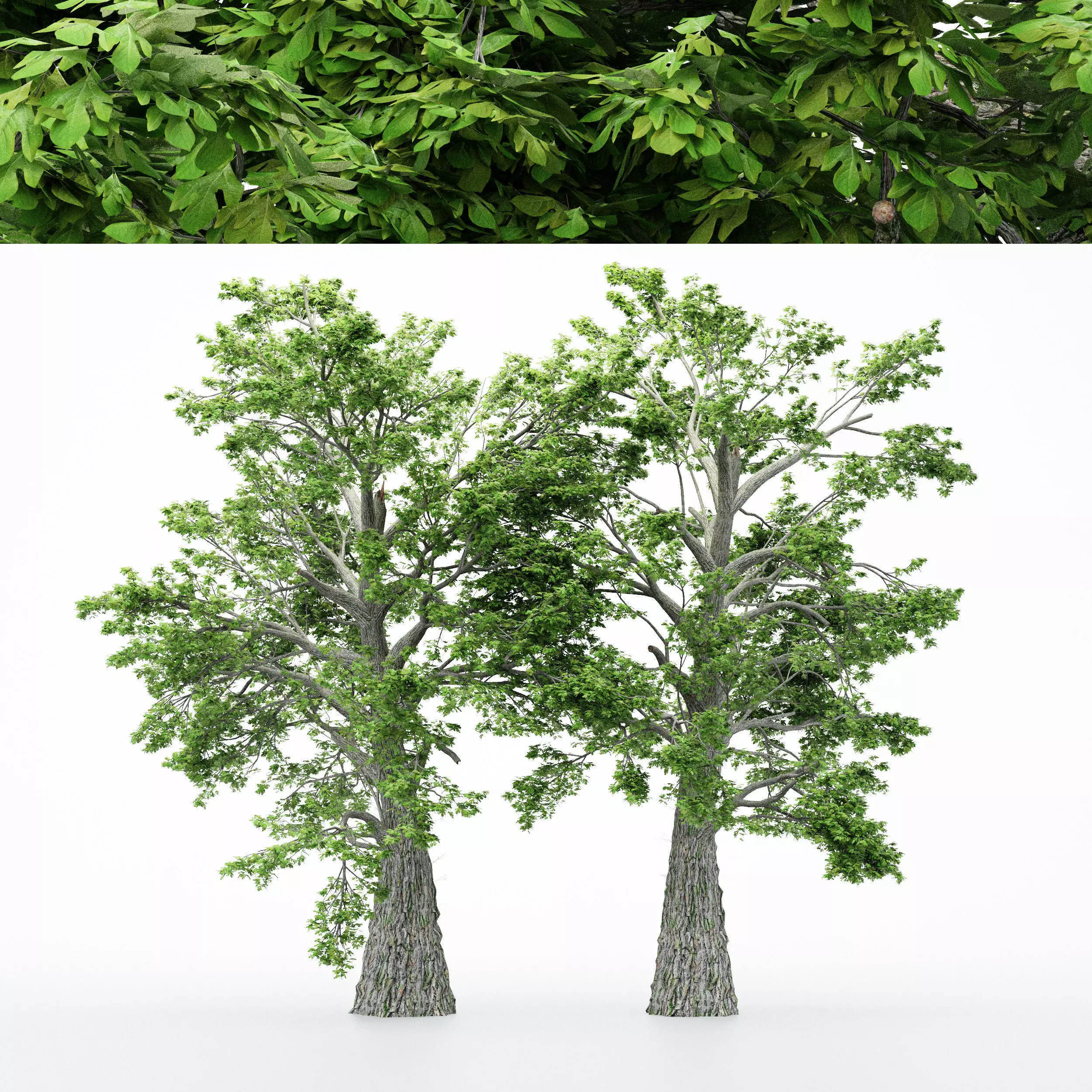 2diffrent tree Sassafras 2 trees Models in the scene 3D model