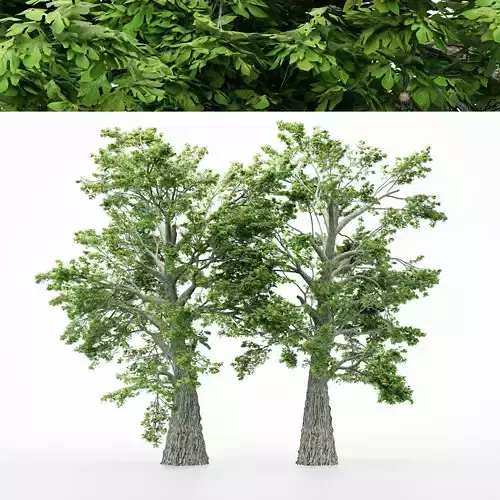 2diffrent tree Sassafras 2 trees Models in the scene