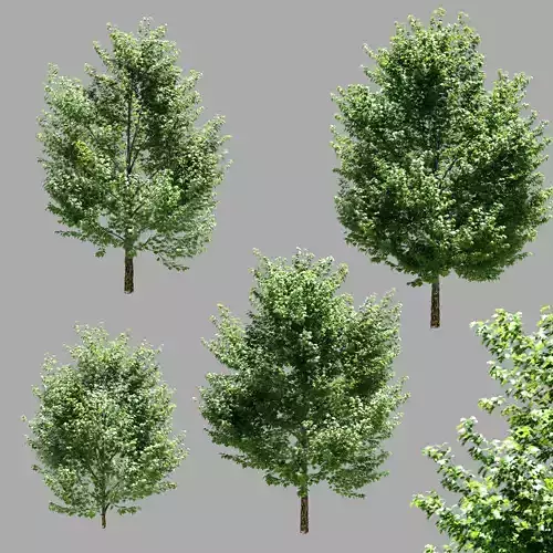 Maple trees - Set of 4 models