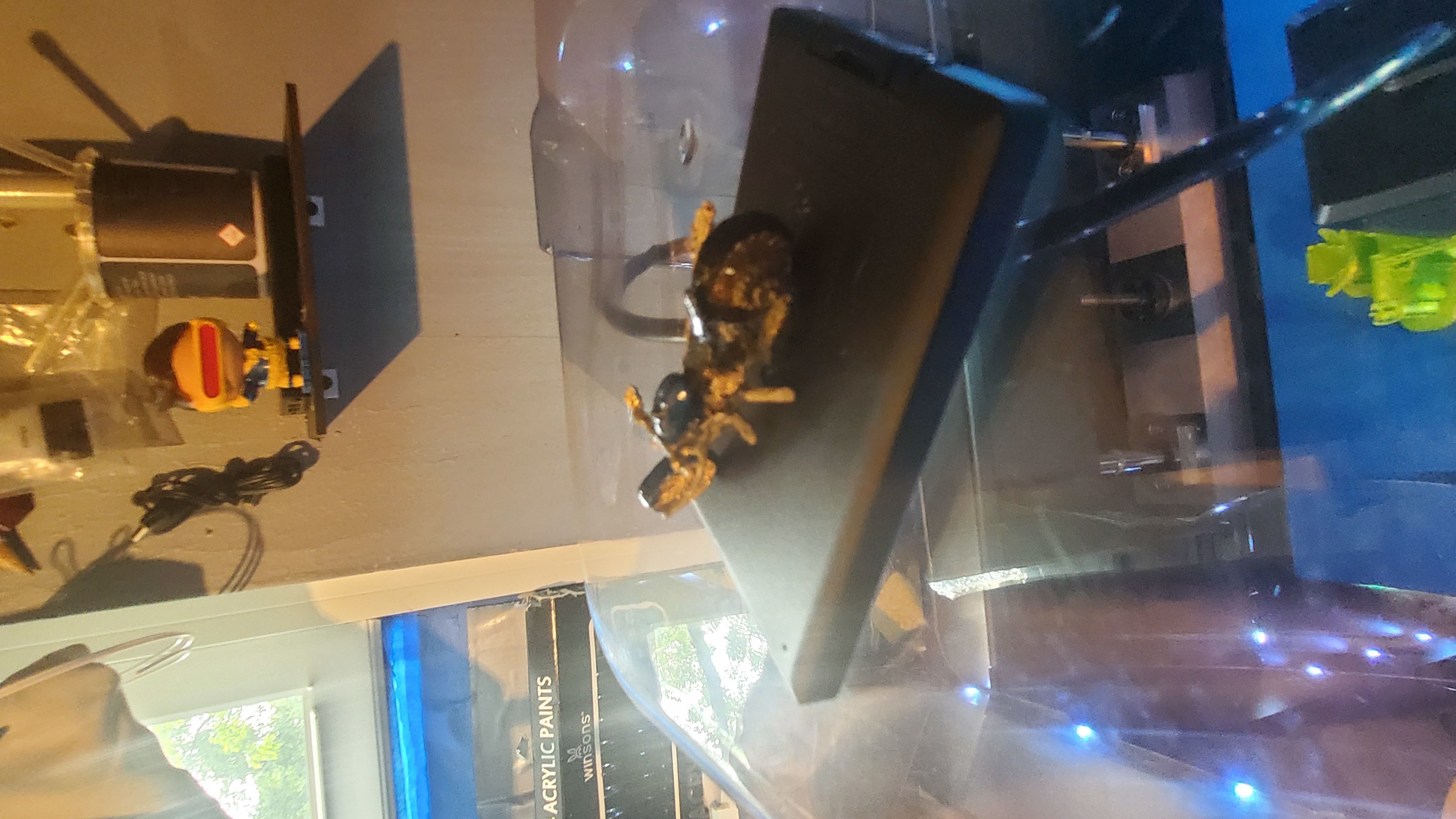 rat lowrider chopper 3D print model_31