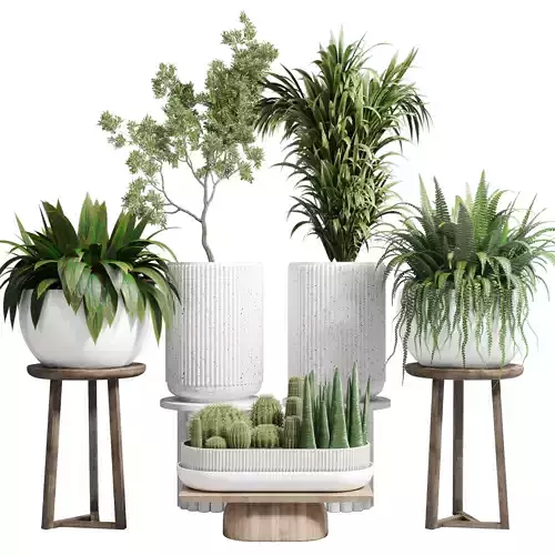  Indoor plant 81 pot tree plant palm fern cactus concrete vase