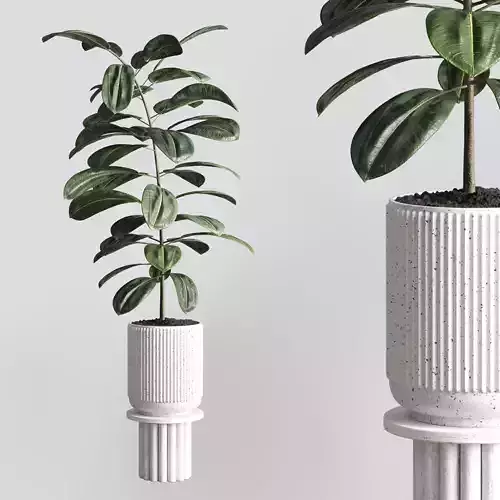 Indoor plant 79 pot plant concrete vase 