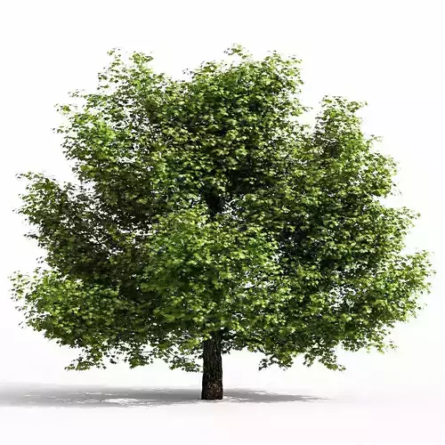 Maple tree 3D model