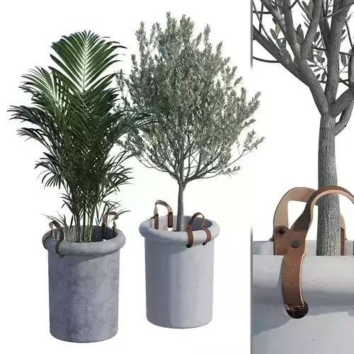 Didion two plants in pots