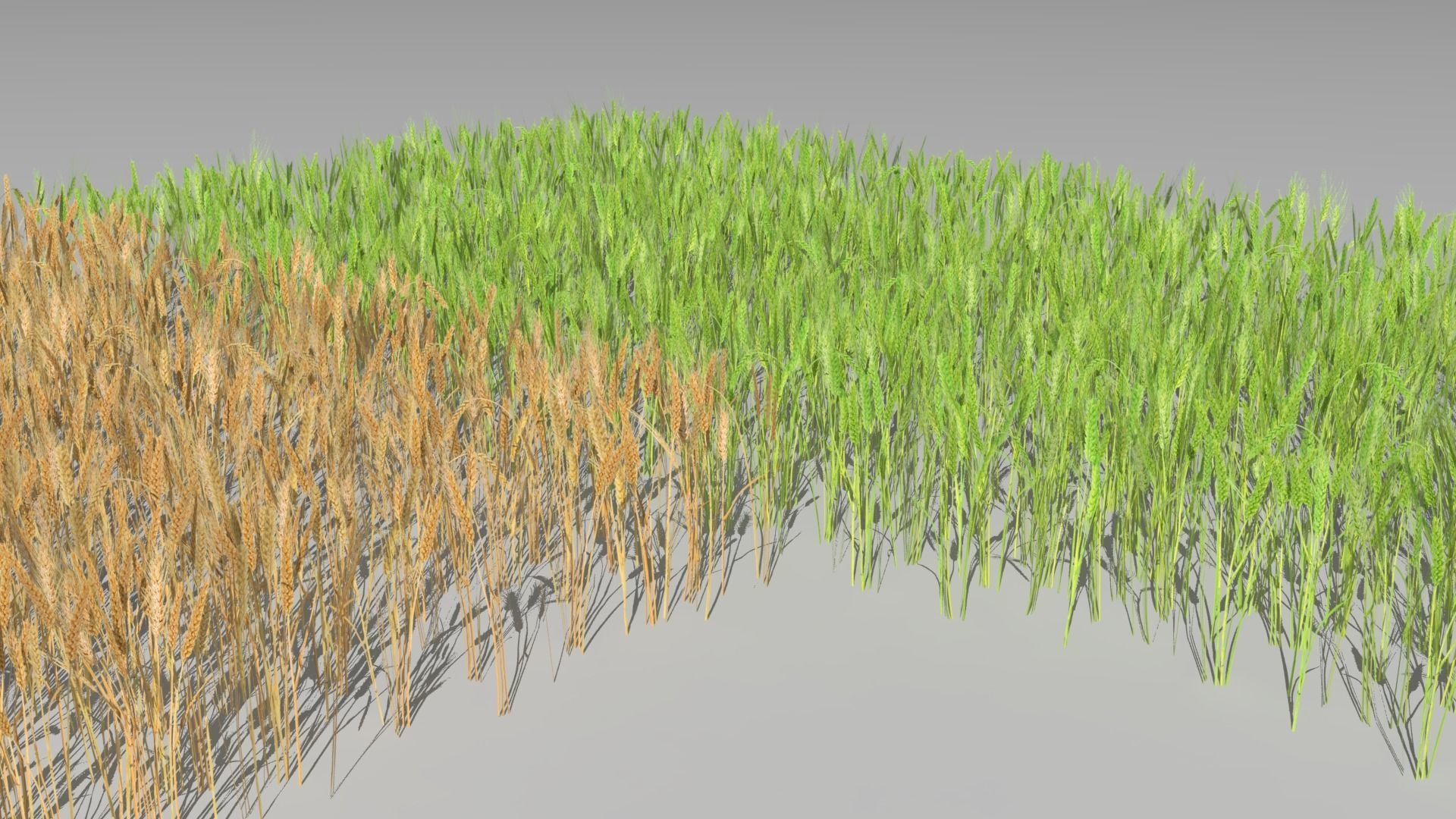 Wheat field Low-poly 3D model_6