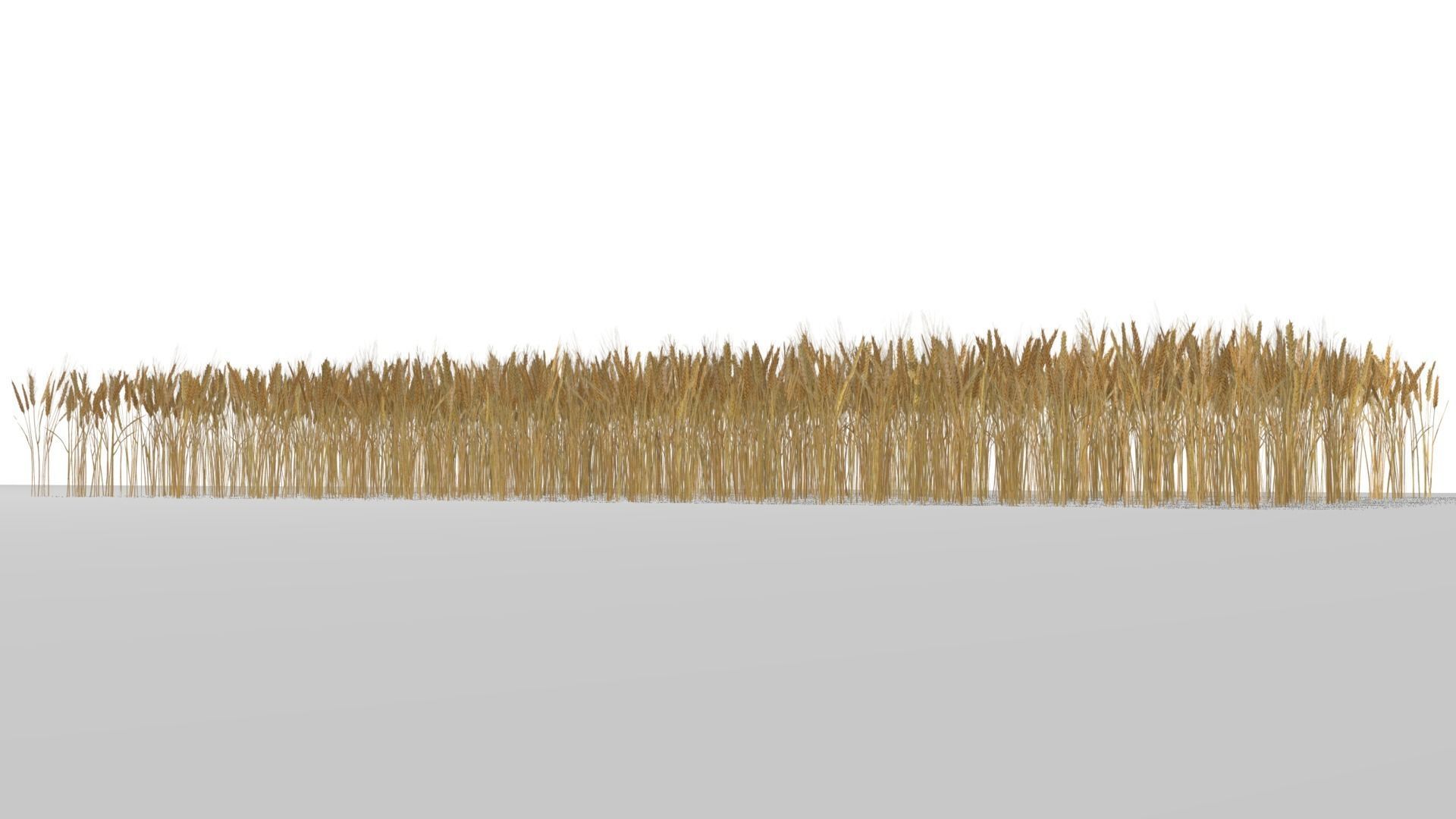 Wheat field Low-poly 3D model_12