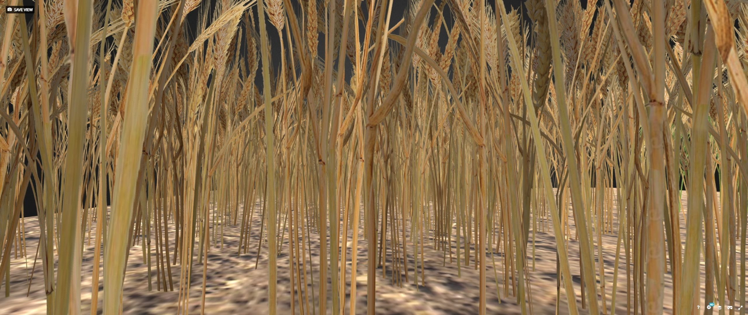 Wheat field Low-poly 3D model_5