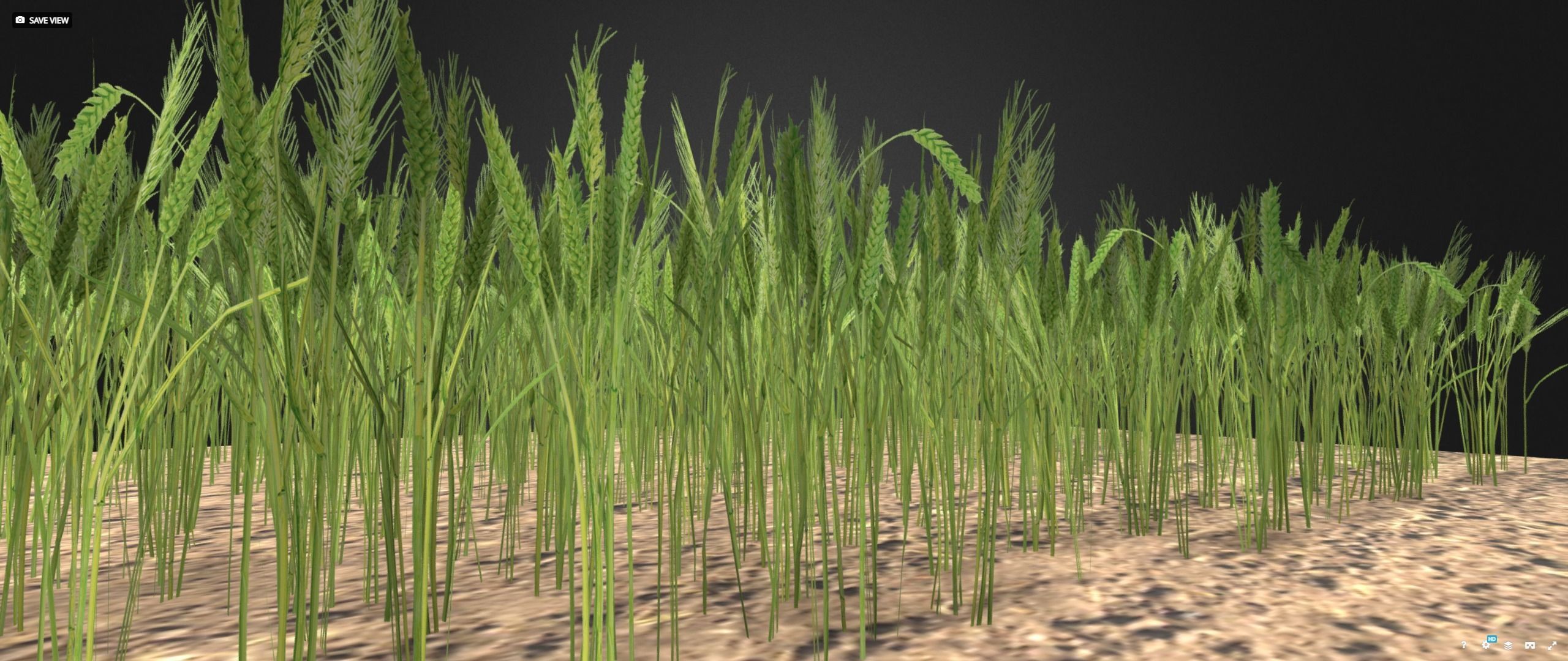 Wheat field Low-poly 3D model_4