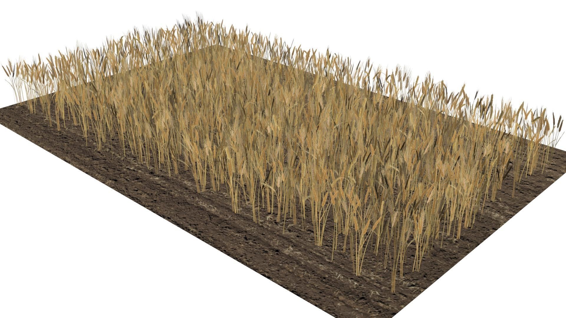 Wheat field Low-poly 3D model_10
