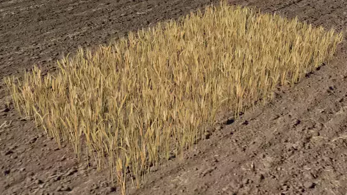 Wheat field Low-poly 3D model
