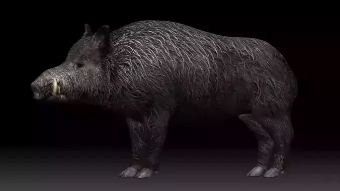 Boar Pig Low-poly 3D model