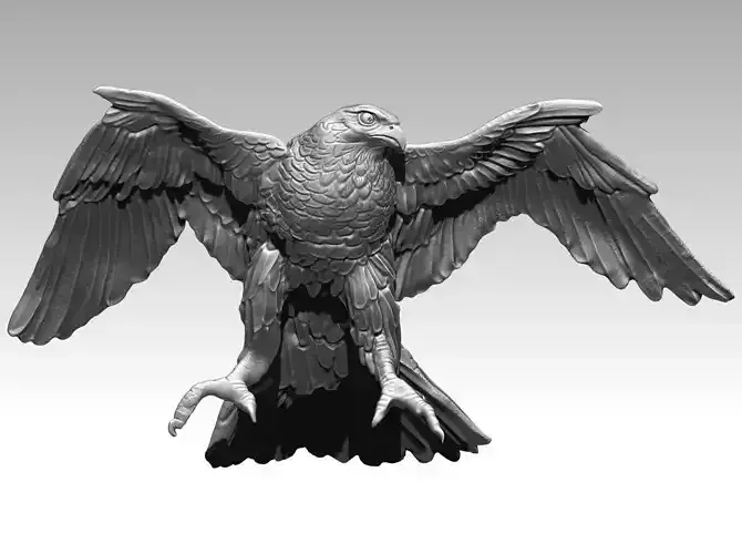 Bird Eagle Hawk High detailed Realistic