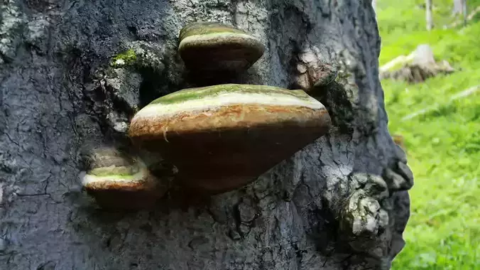 Fomitopsis pinicola red-banded polypore Low-poly 3D model